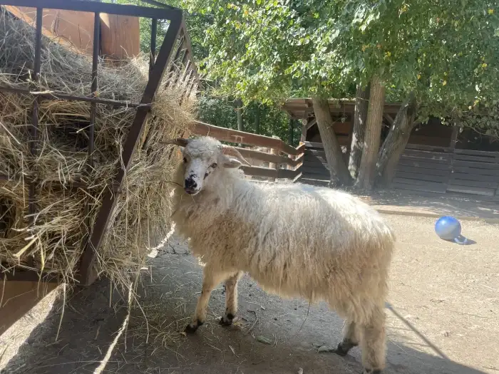 beránek