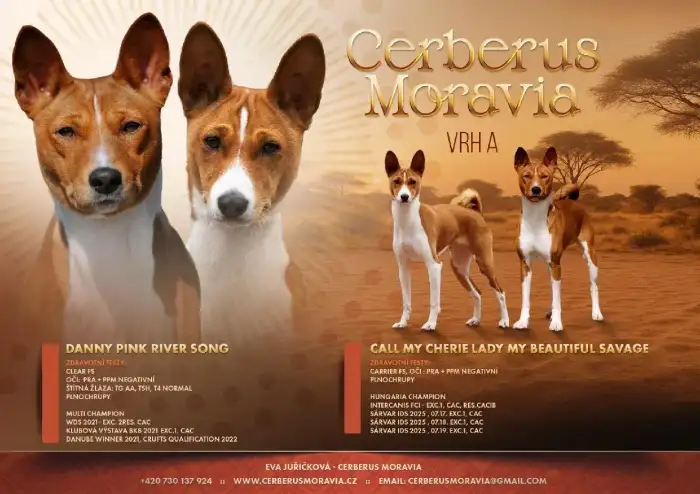 plánované krytí Basenji