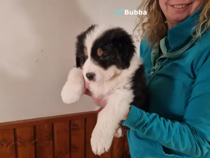 Bubba