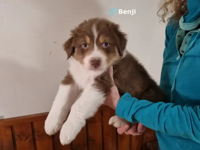 Benji