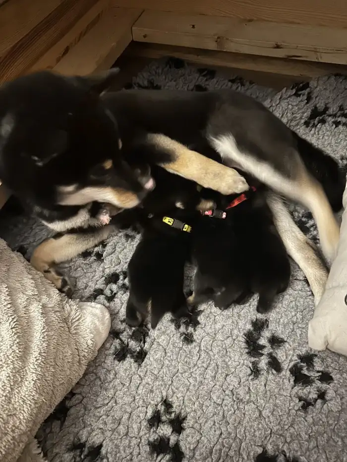 Vrh I - volná B&T fenečka