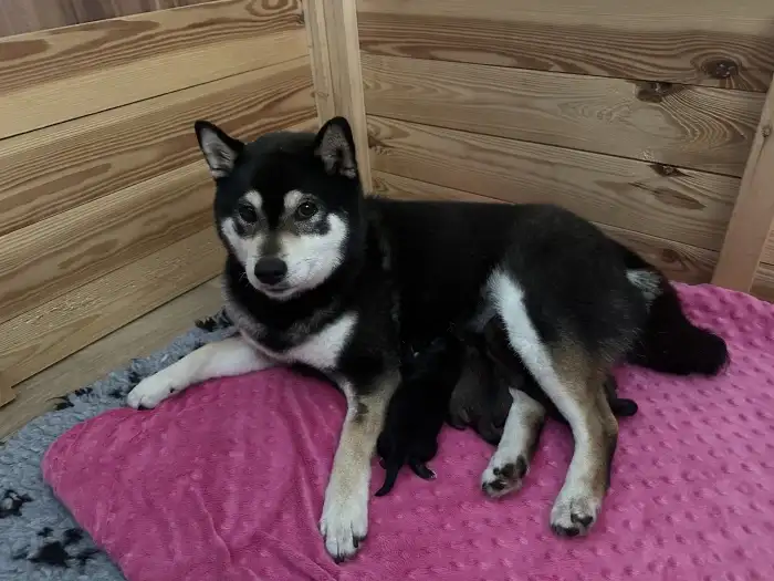 Vrh J - volní kluci sezam a B&T