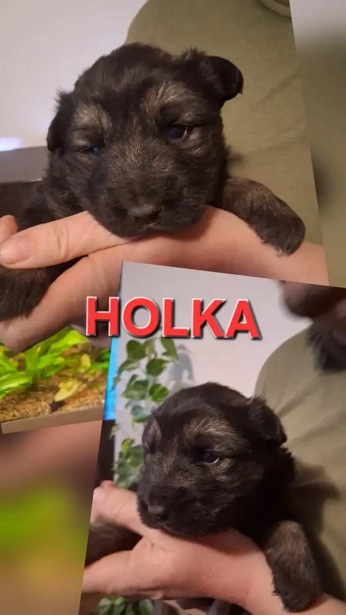 Holka 2