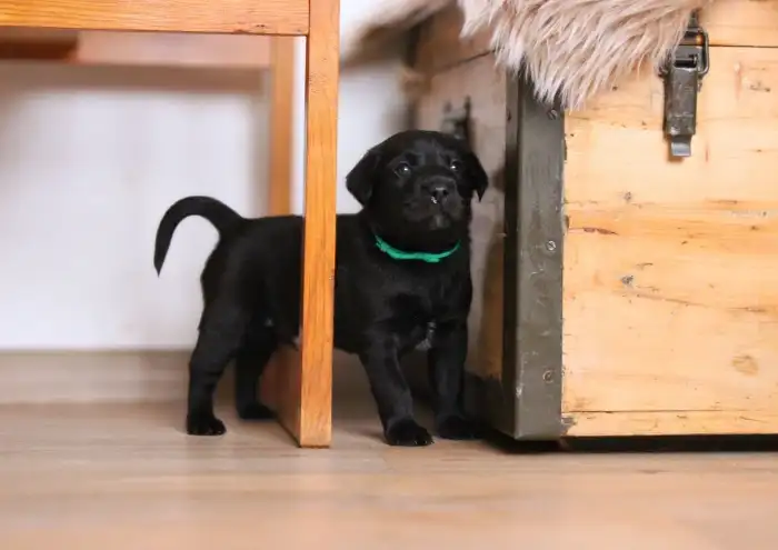 věk na fotce 4 týdny