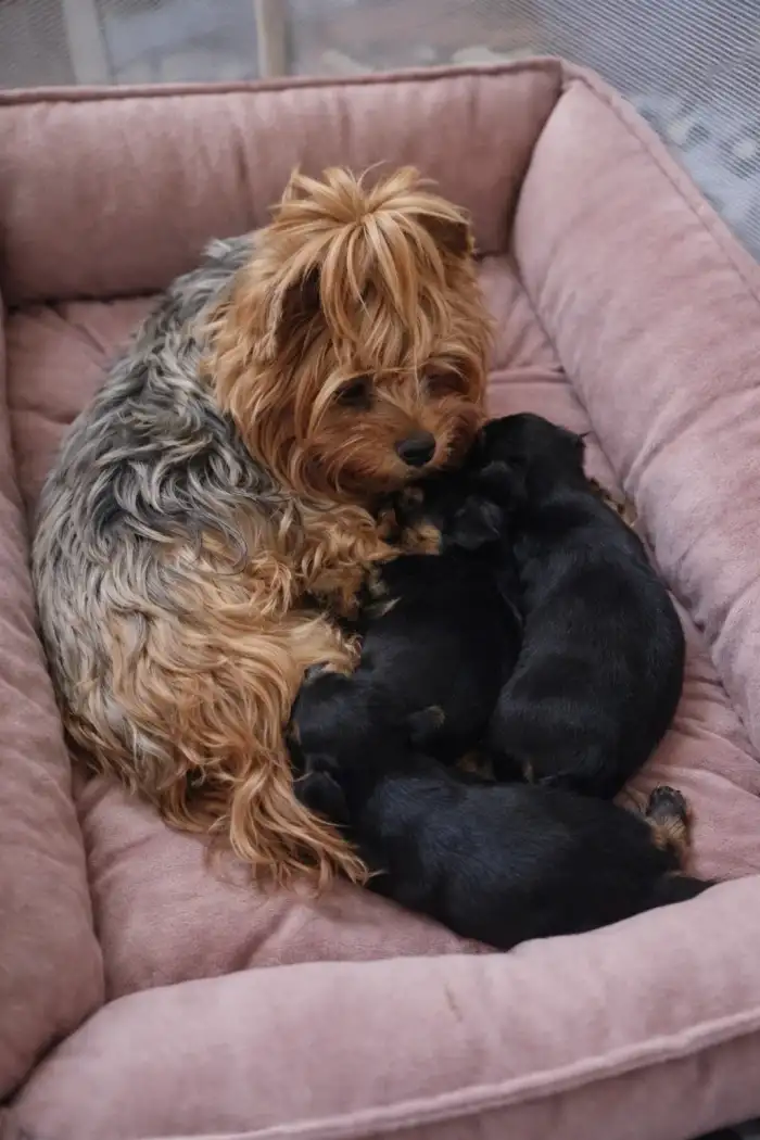 Sweet dream Pražský Cyrano a její miminka