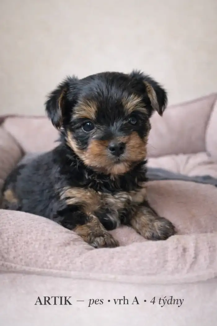 Artorias Queen Molly