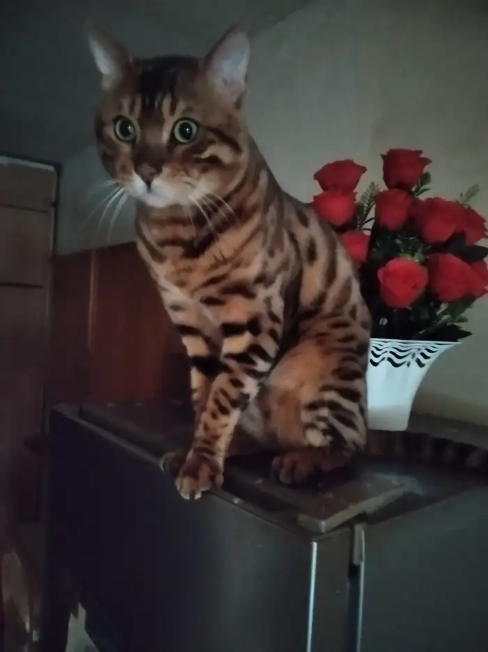 Otec Aragon Felis Empire cz