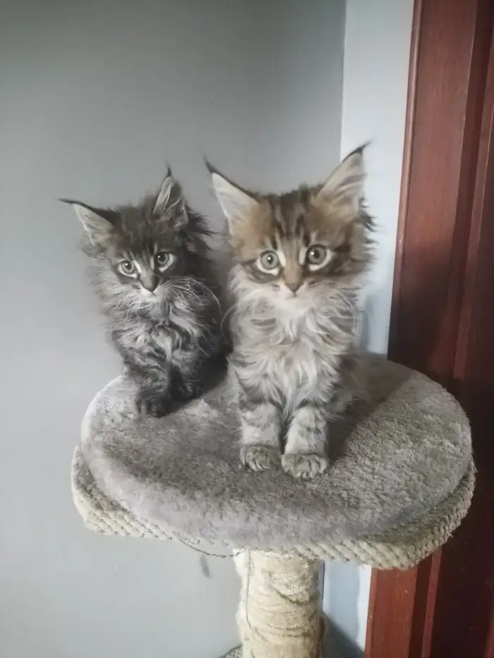 Koťátka Mainské mývalí