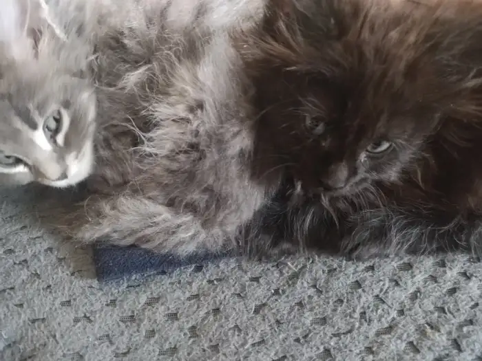 Kočička s kocourkem