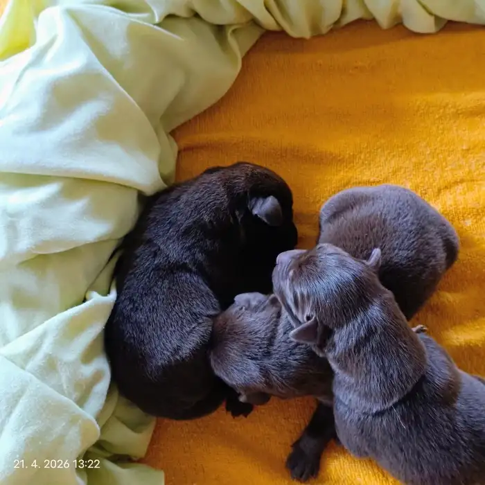 Holčička s klukama