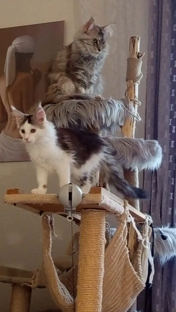 Arya