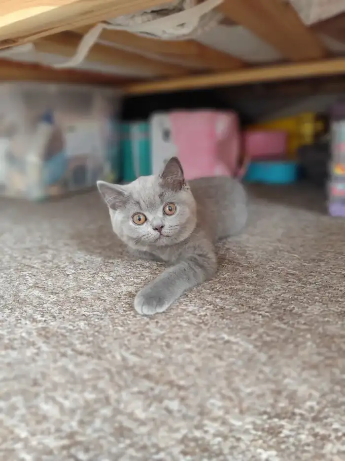 Mimi