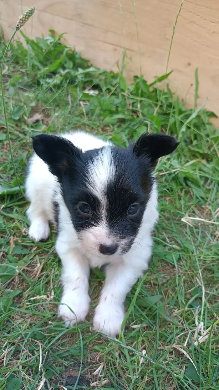 Bowie
