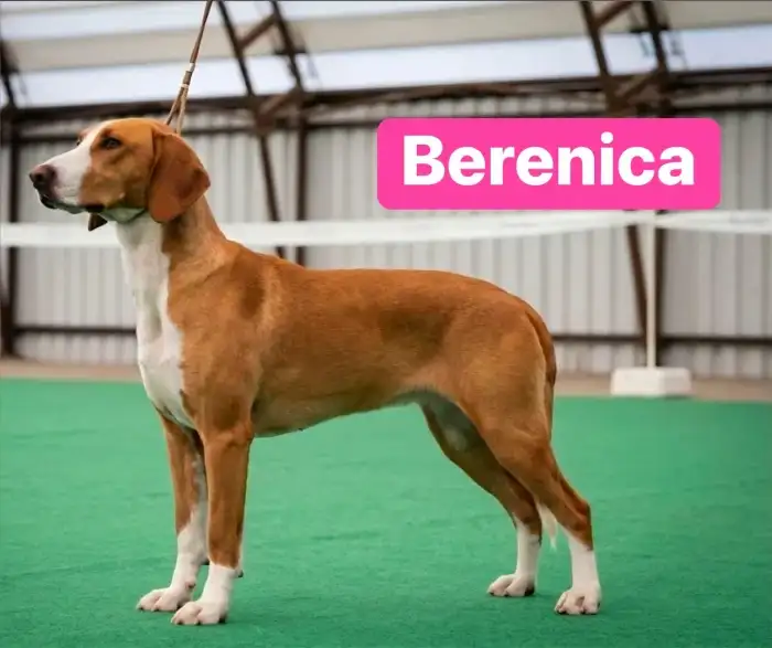 Matka vrhu Berenica