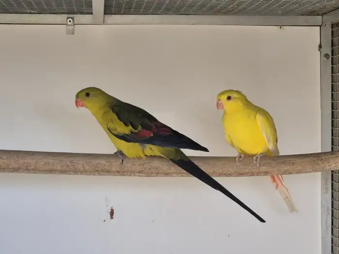 Přírodní/INO x lutino