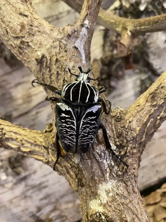 Goliathus albosignatus kirkianus