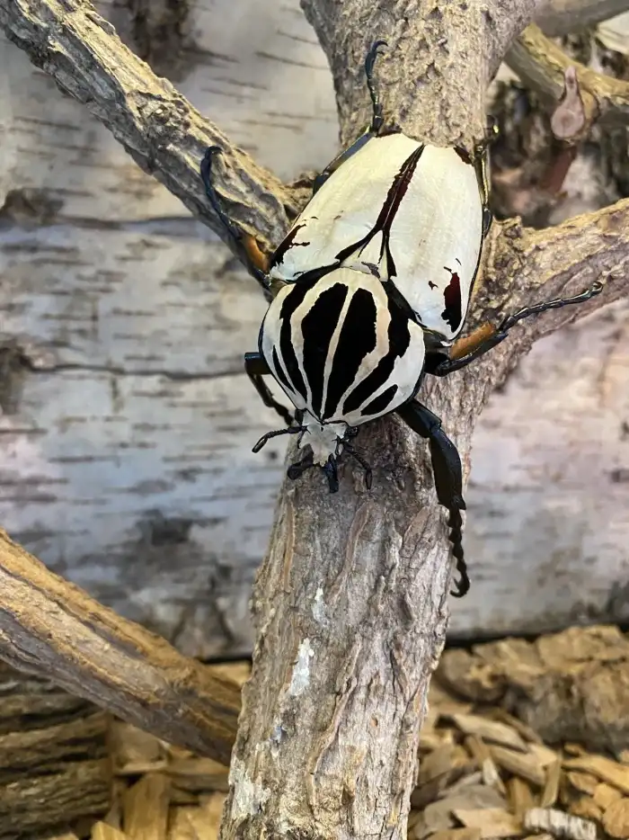 Goliathus goliatus
