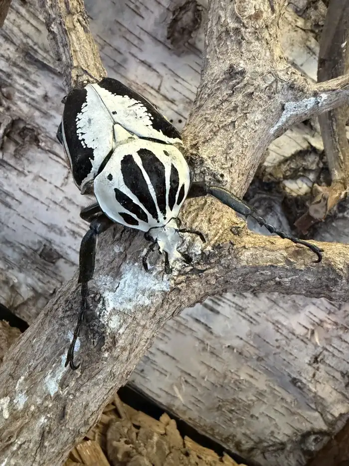 Goliathus regius