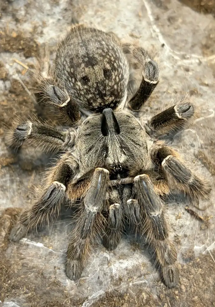 0.1 C. darlingi