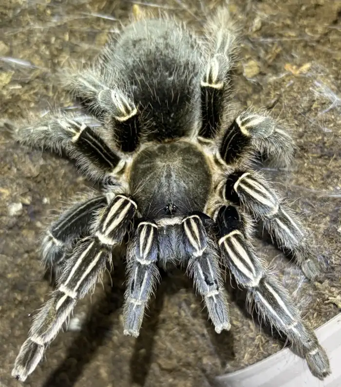 0.1 A. seemanni AD