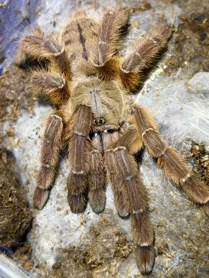 0.1 A. sp. rufus