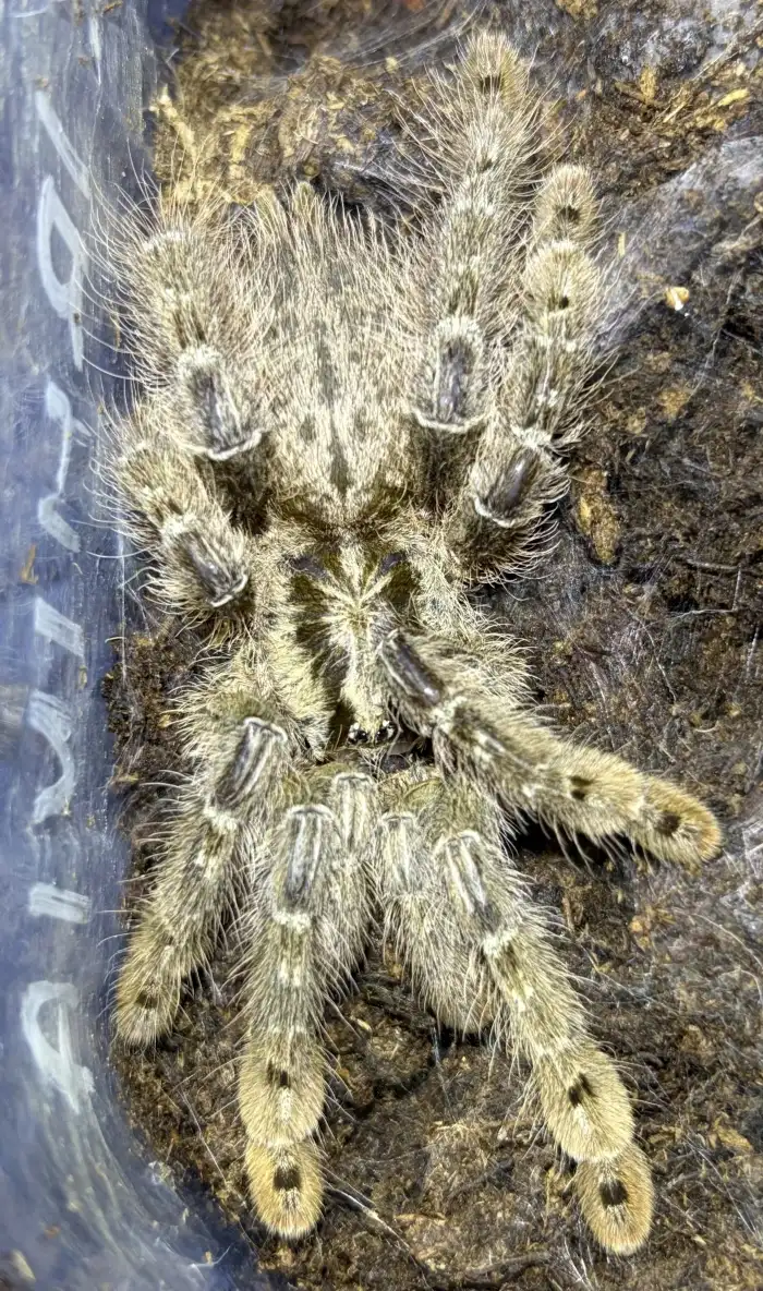 0.1 H. maculata