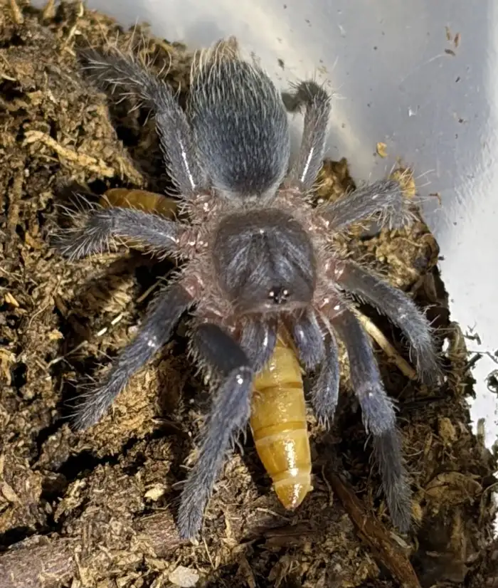 0.0.1 A. seemanni