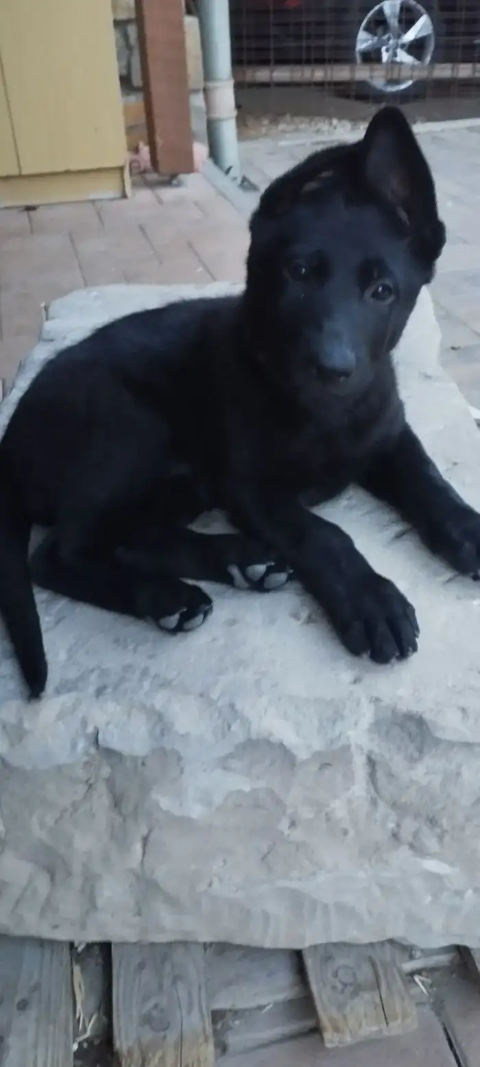 Fena Bona