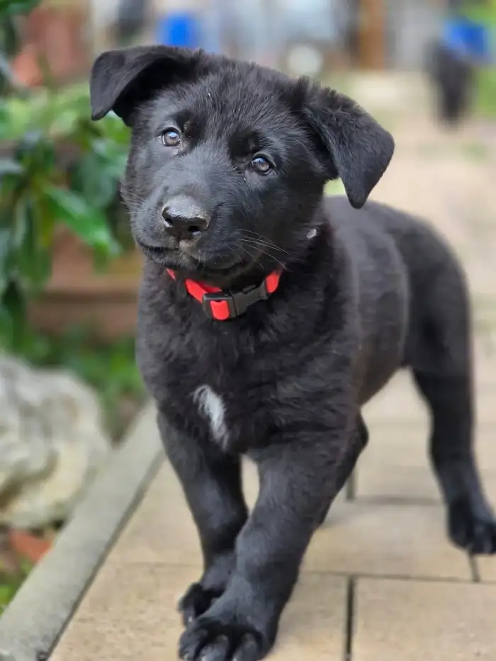 Bibi
