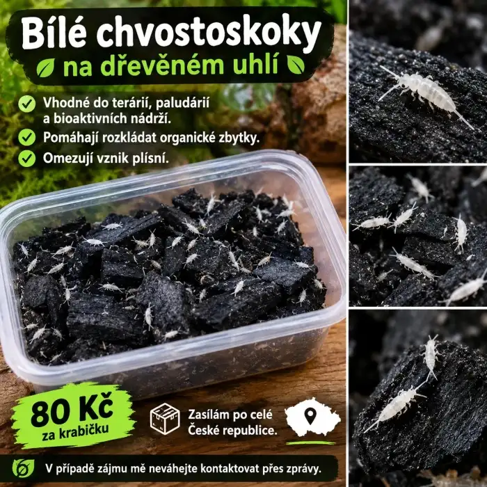 Chvostoskoci