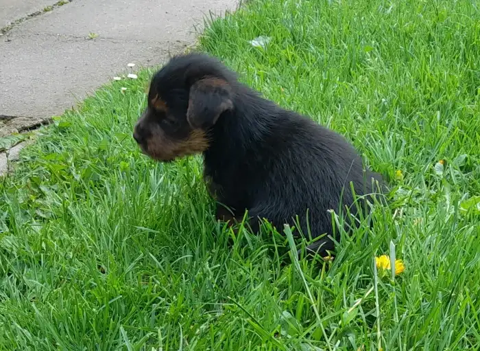 Achilles