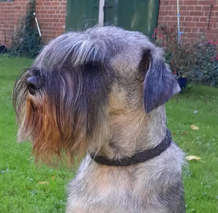 Basta Dog Hermes aka Hannes
