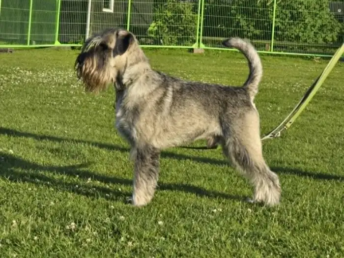 Basta Dog Hermes aka Hannes