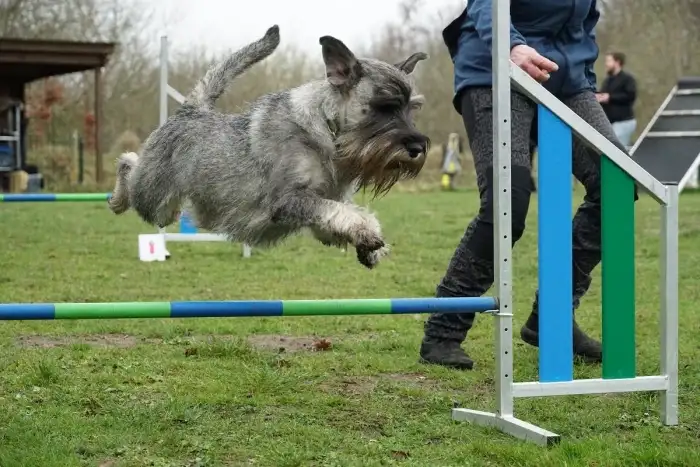 Basta Dog hermes aka Hannes