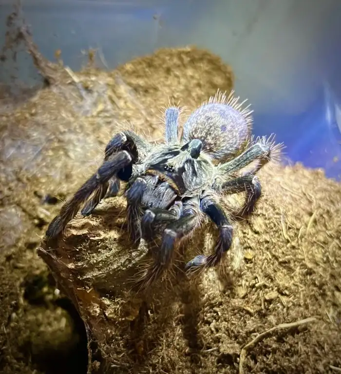 0.1 C. darlingi