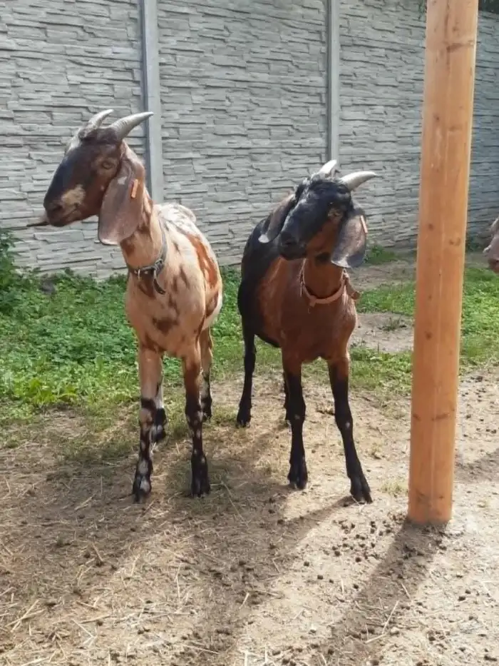 Raven a Ronja