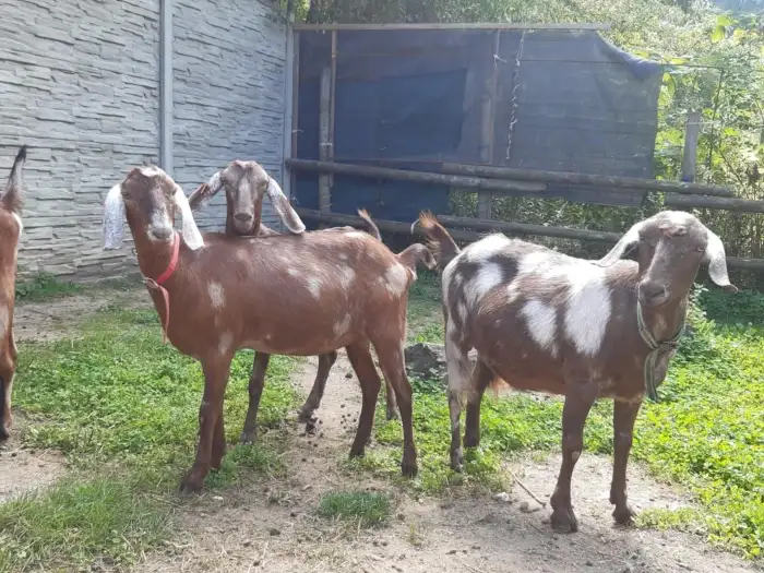 Rousie, Rozárka. Offka