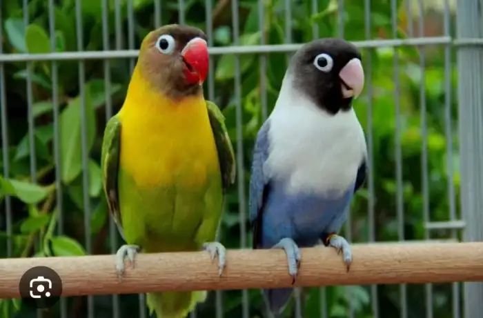 Agapornis Škraboškový