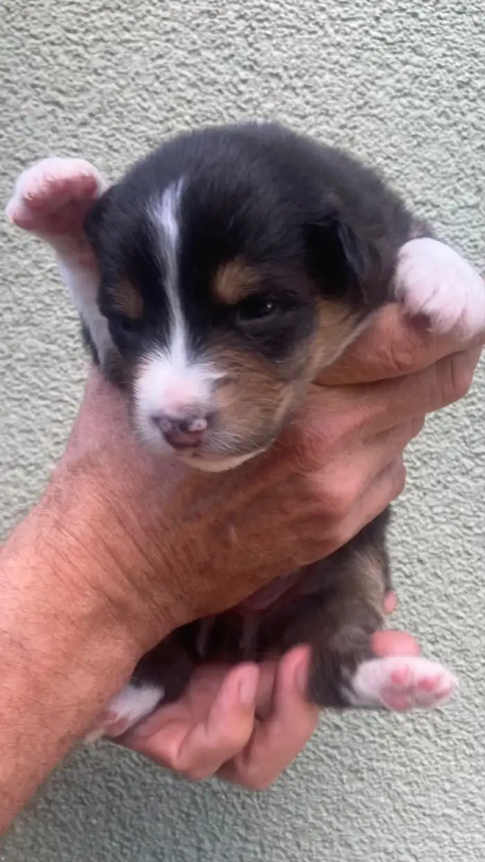 DAKOTA, black tri, s DO
