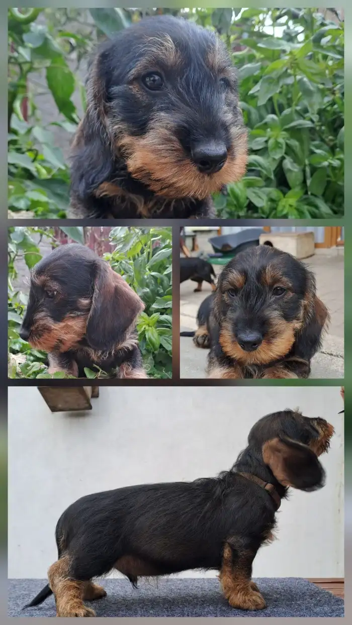 HERMÉS