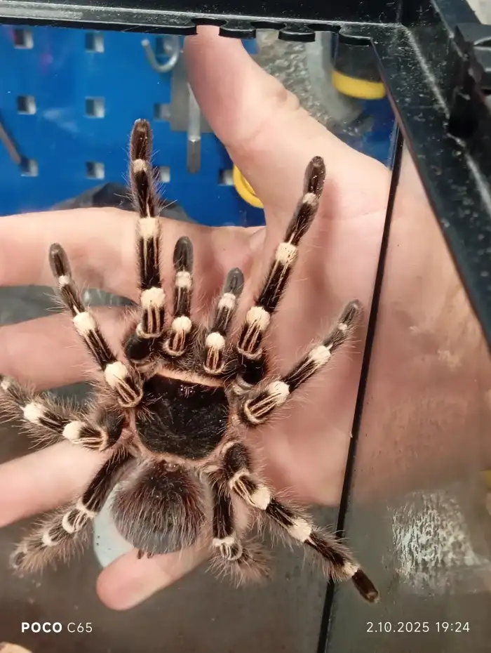 Acanthoscurria geniculata