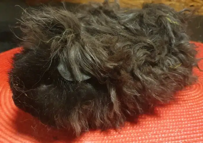 Urxík Peruvian Gold