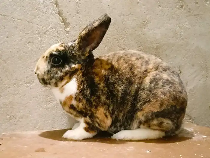 MRex 1,0 C 5-5, 57-5