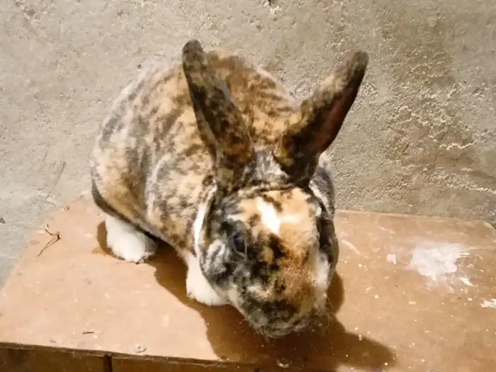 MRex 1,0 C 5-5, 57-5