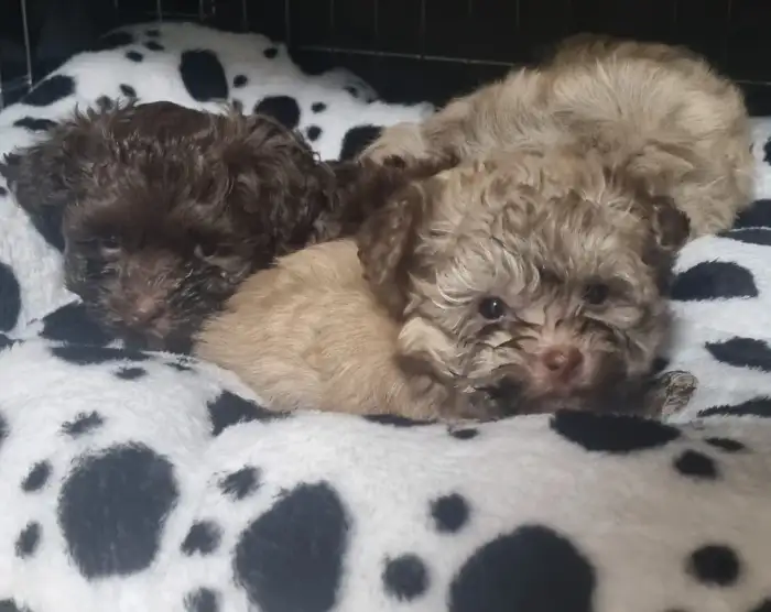 Máme mokré čumáčky od mlíčka