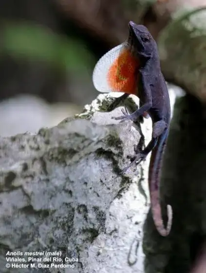 dospělý samec v přírodě