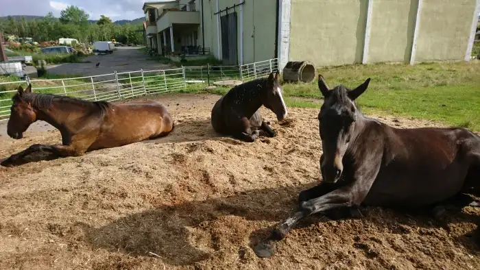 Hledáme kamaráda, který zaplní díru po našem Tondovi (ten vlevo)