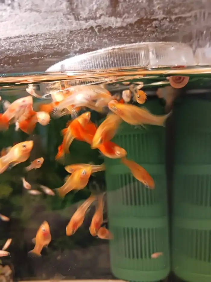 odchovy očka a goldy