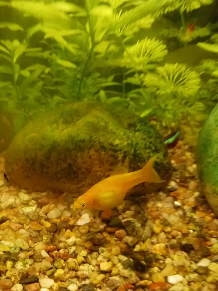 chovná samice gold molla