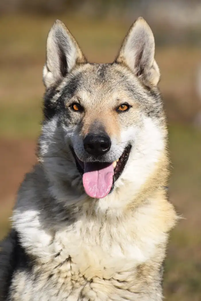 Wolker Vogel Lupi del Montale - otec vrhu